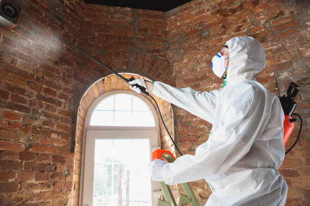 Best Basement Mold Removal  in Sandstone, MN