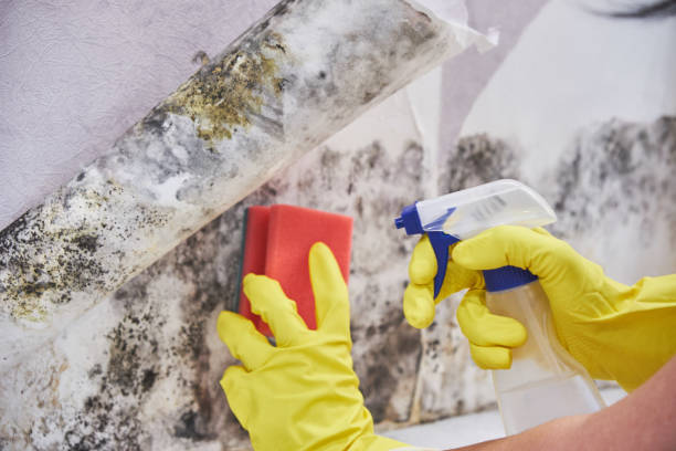 Best Mold Remediation for Healthcare Facilities  in Sandstone, MN