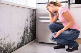 Best Black Mold Removal  in Sandstone, MN